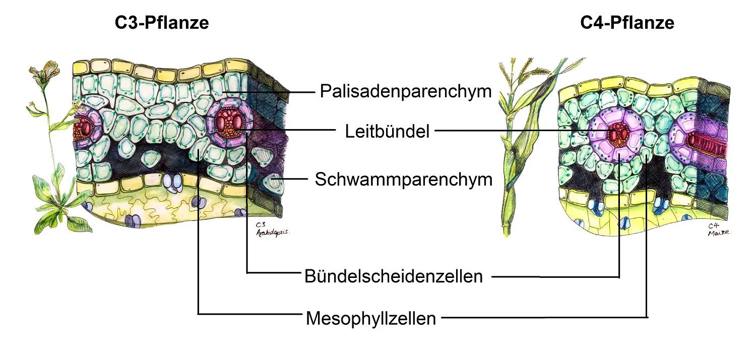 Blattquerschnitt von C3- und C4-Pflanzen
