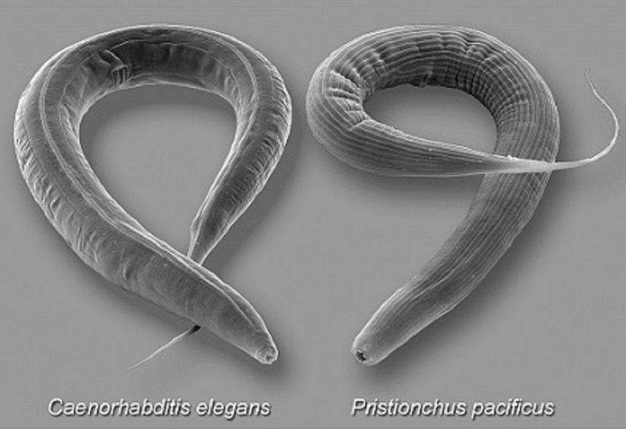 Nematoden Caenorhabditis elegans und Pristionchus pacificus