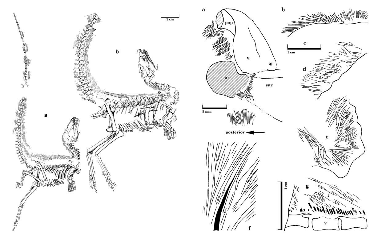 Dino-Flaum bei <i>Sinosauropteryx</i>