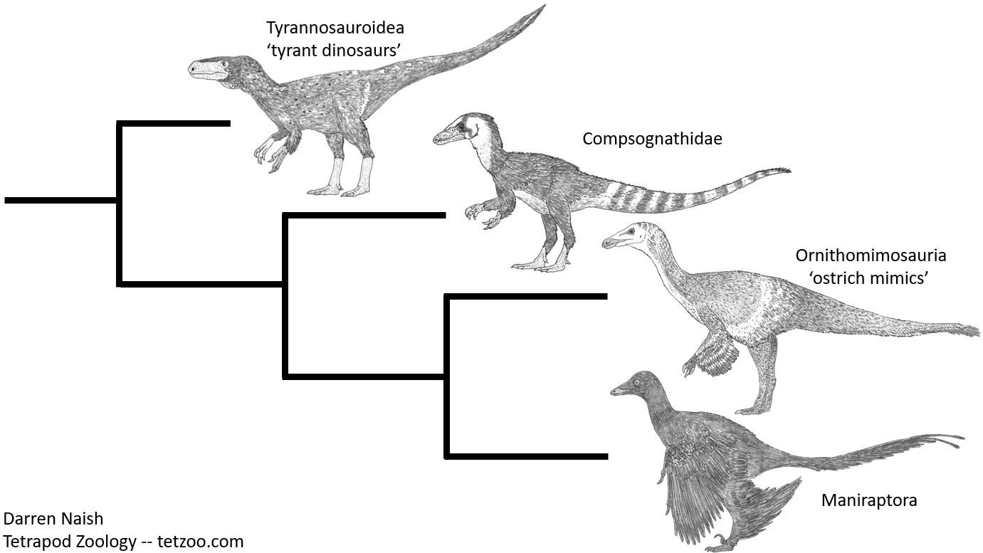 Maniraptoren, Ornithomimosaurier, Compsognathiden und Tyrannosauroiden