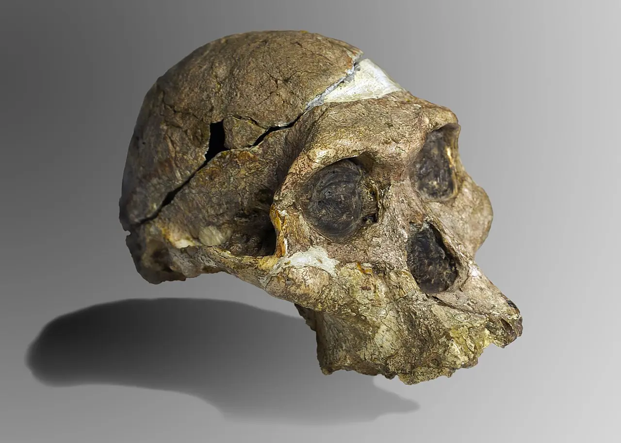 Australopithecus africanus