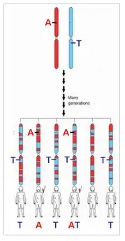 Chromosomen