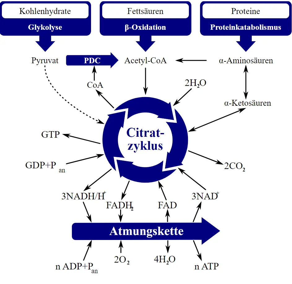 Citratzyklus