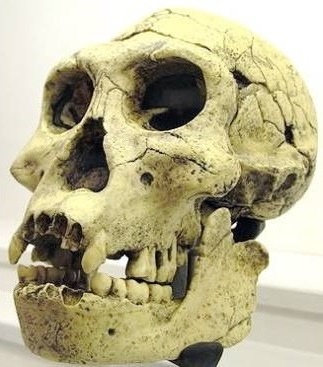 Homo habilis: Schädel von Dmanissi