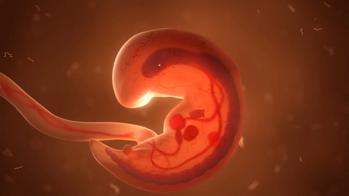 Embryonalentwicklung und Stammesgeschichte