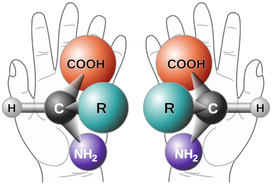 Zwei Enantiomere einer chiralen Aminosäure