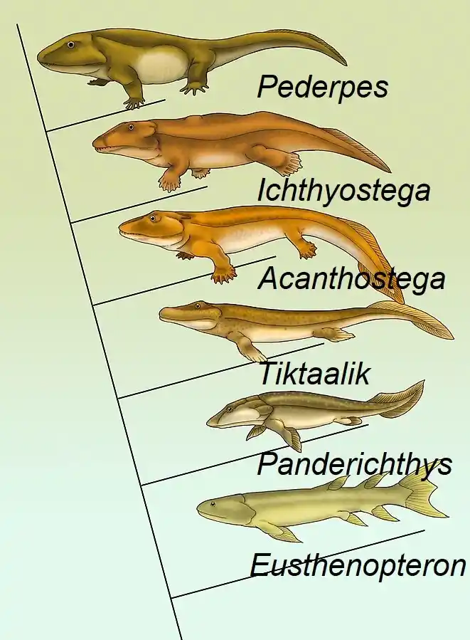 Staumbaum der Tetrapoden