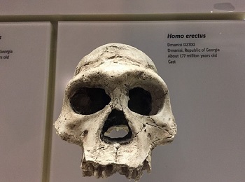 Homo erectus aus Dmanissi