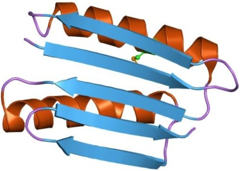 Protein mit β-Faltblatt