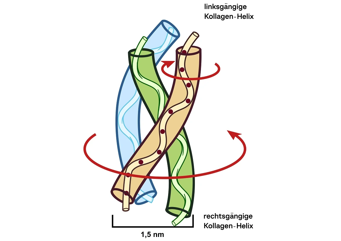 Dreifachhelix von Kollagen