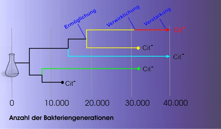 Lenski und das Bakterium <i>E. coli</i>