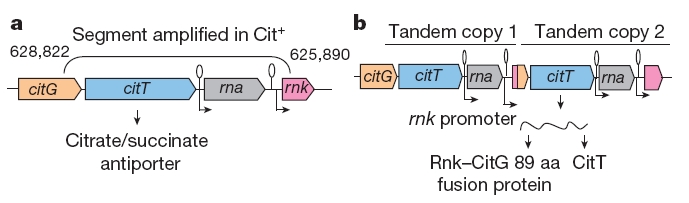 Genetisches Rearrangement bei <i>E. coli</i>