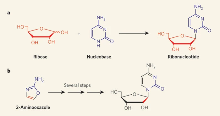 Abiotische Synthese von Ribonukleotiden