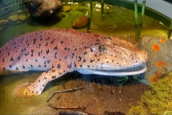 Tiktaalik roseae