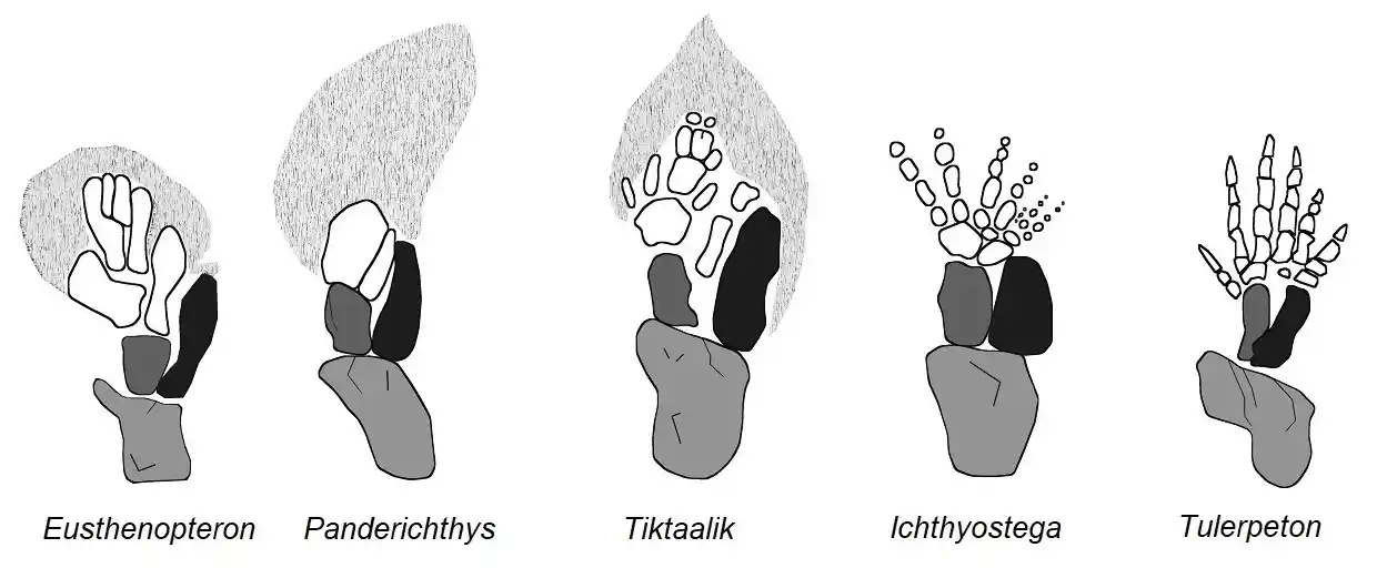 Vorderextremitäten verschiedener Stammtetrapoden wie Tiktaalik