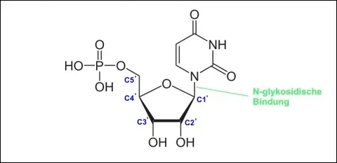 Baustein der RNA: Ribonukleotid Uridinmonophosphat