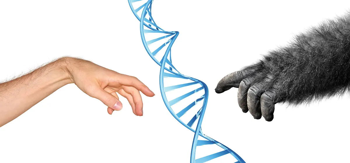 Genetische Verwandtschaft Mensch - Schimpanse